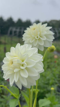 Blizzard Dahlia Tuber
