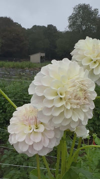 Irish Ruffles Tuber